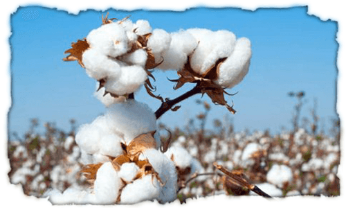 The Journey Of Cotton From Plant To Fabric By Fabric Dekho